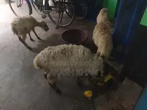 ভেরা বিক্রি করব