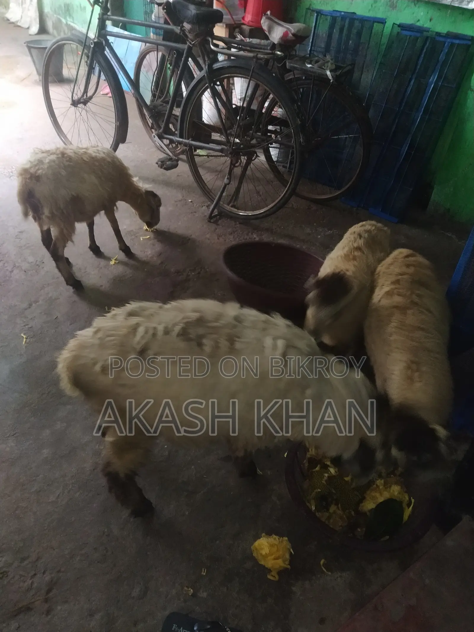 ভেরা বিক্রি করব