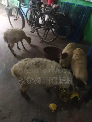 ভেরা বিক্রি করব