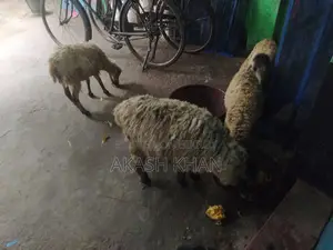 ভেরা বিক্রি করব