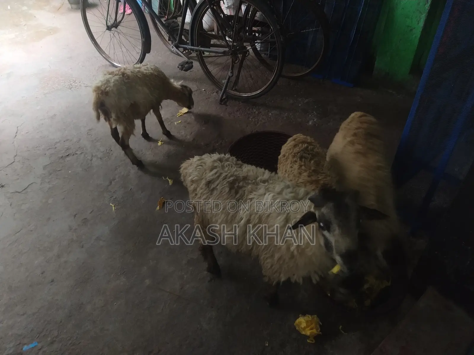 ভেরা বিক্রি করব