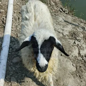 Pregnant Sheep
