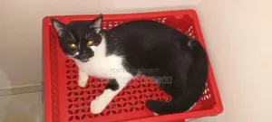 6-12 Months Male Mixed Breed British Shorthair