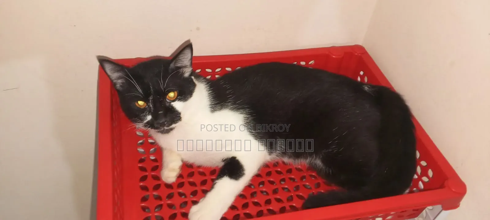 6-12 Months Male Mixed Breed British Shorthair