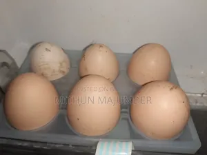 ব্রাহমা বীজ ডিম