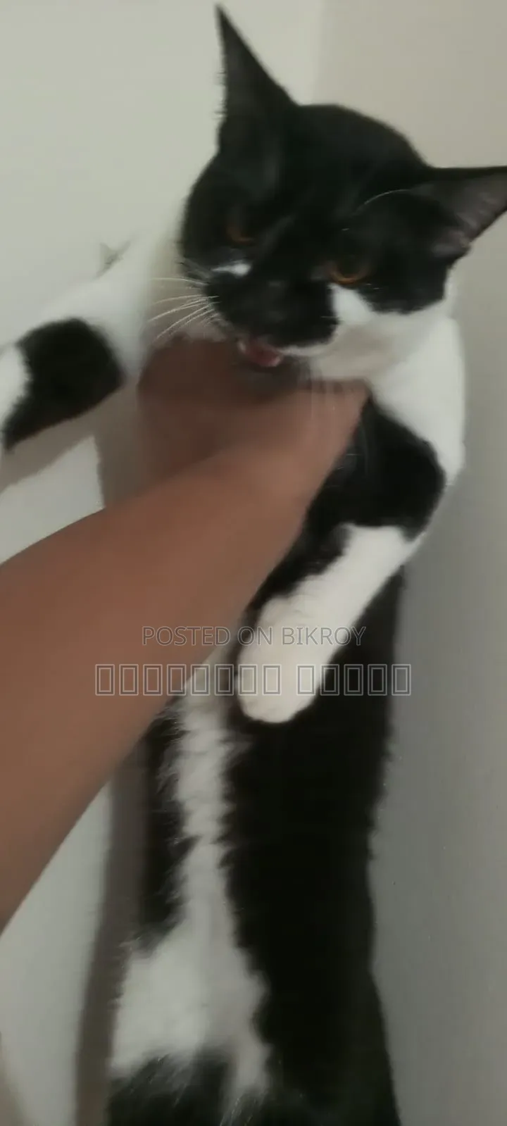 6-12 Months Male Mixed Breed British Shorthair