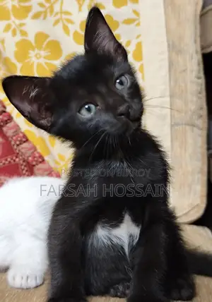 0-1 Month Female Mixed Breed Cat