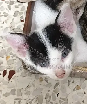 0-1 Month Male Mixed Breed Cat