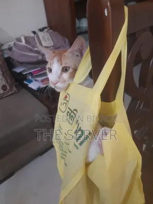 3-6 Months Male Mixed Breed Tabby