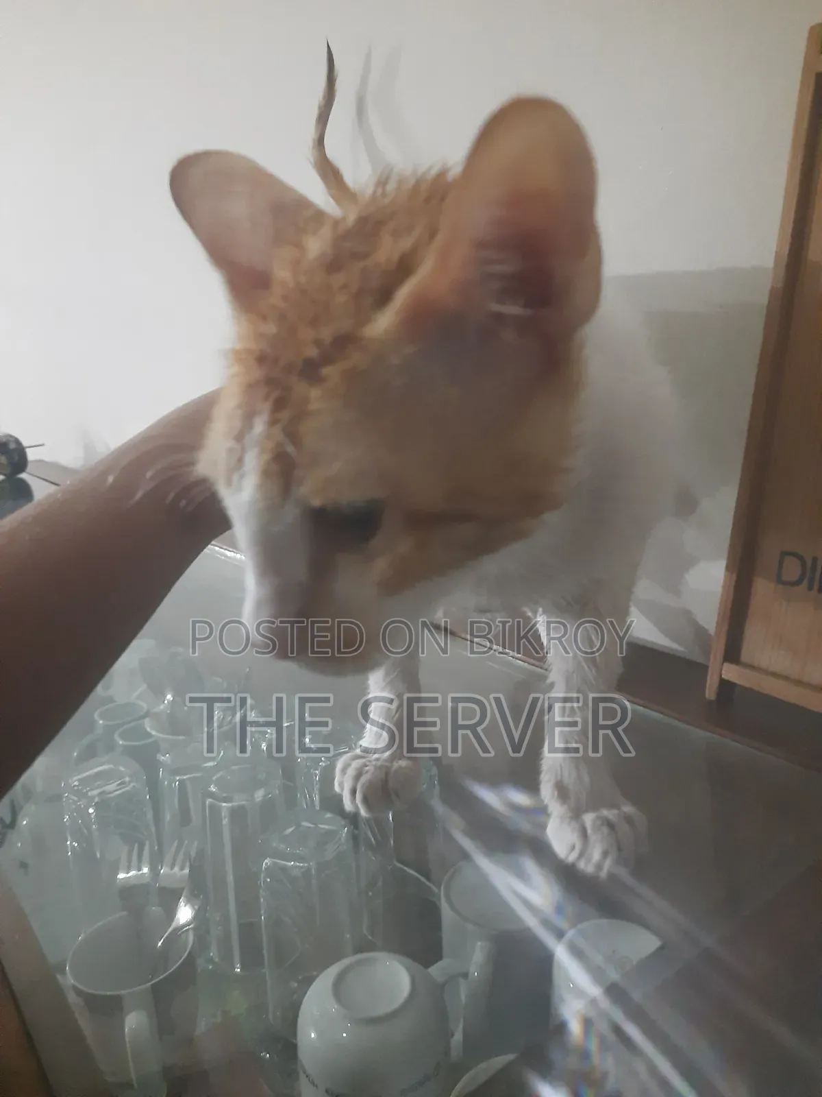 3-6 Months Male Mixed Breed Tabby