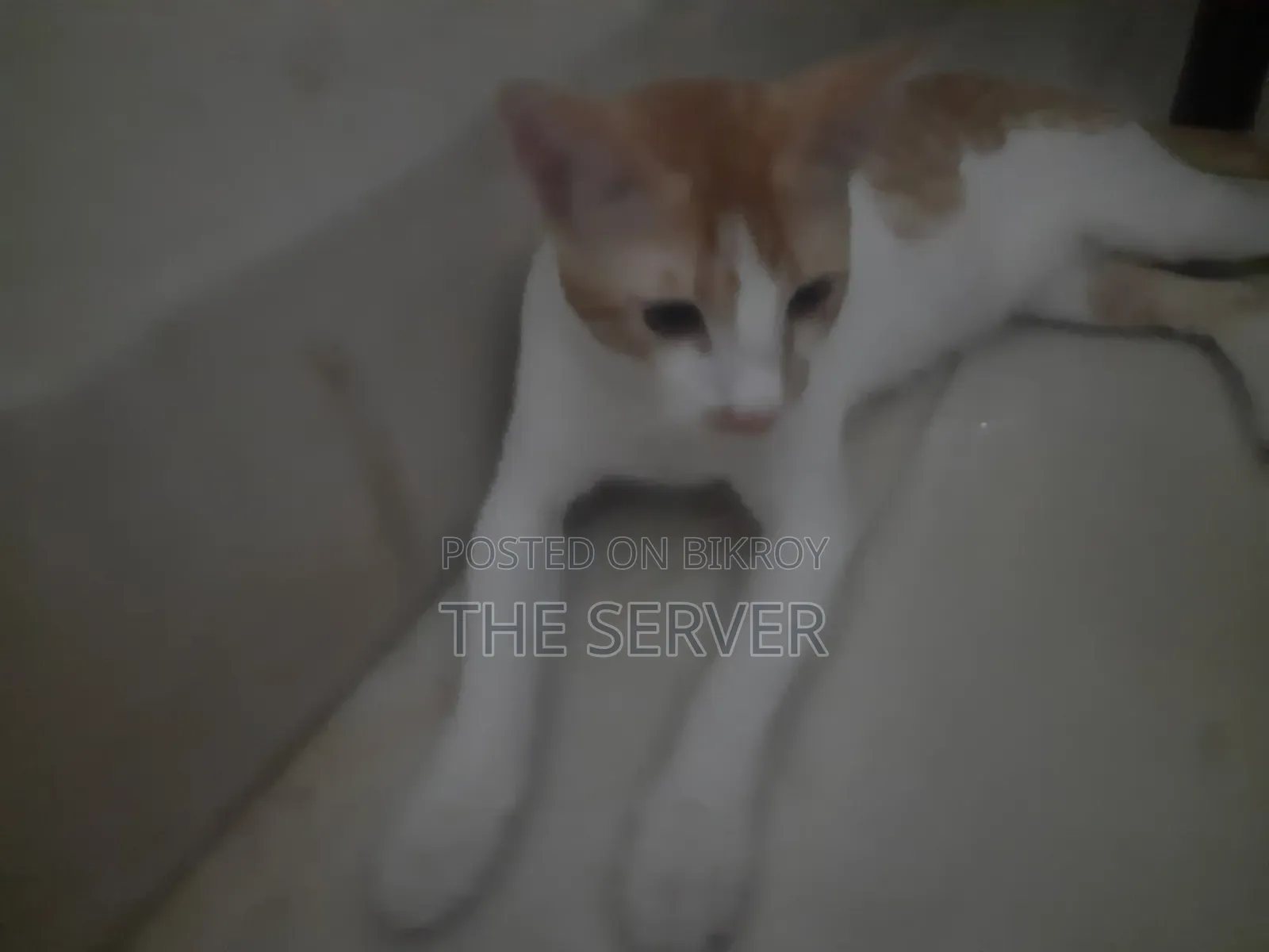 3-6 Months Male Mixed Breed Tabby