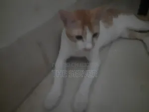 3-6 Months Male Mixed Breed Tabby