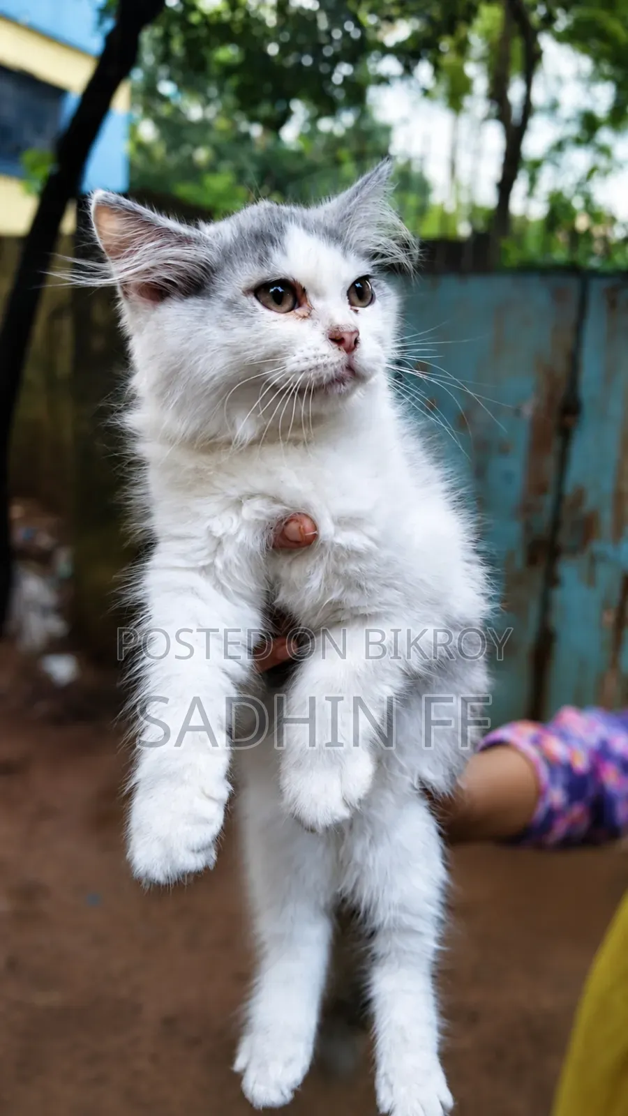1-3 months Female Purebred Persian