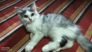 1-3 months Female Purebred Persian