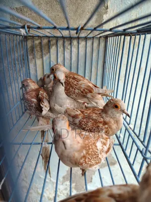 Diamond Dove
