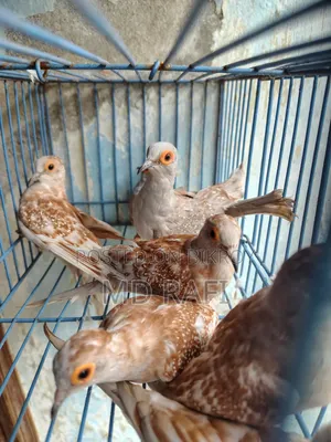 Diamond Dove