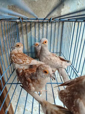 Diamond Dove