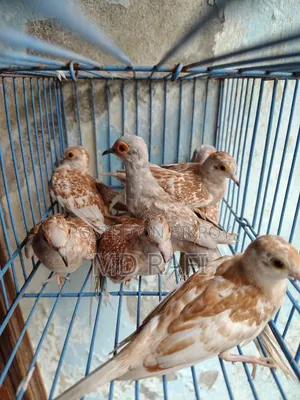 Diamond Dove