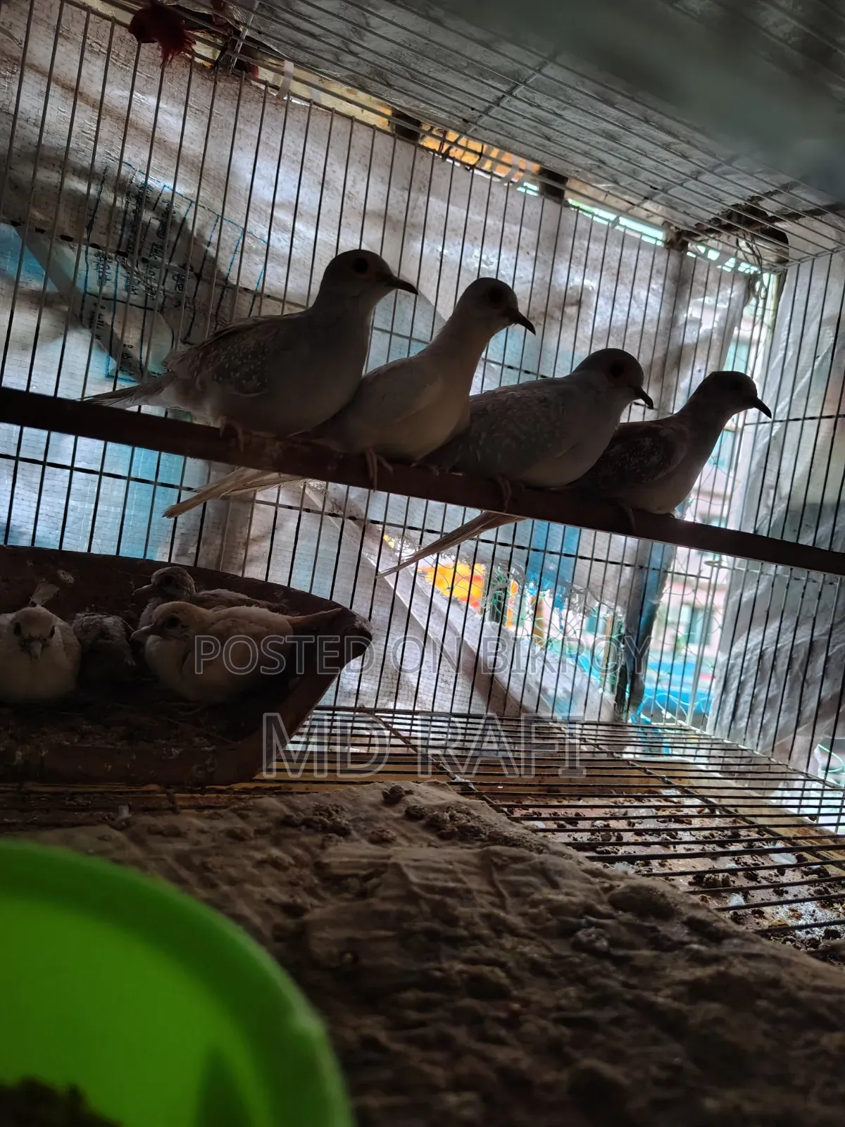 Diamond Dove