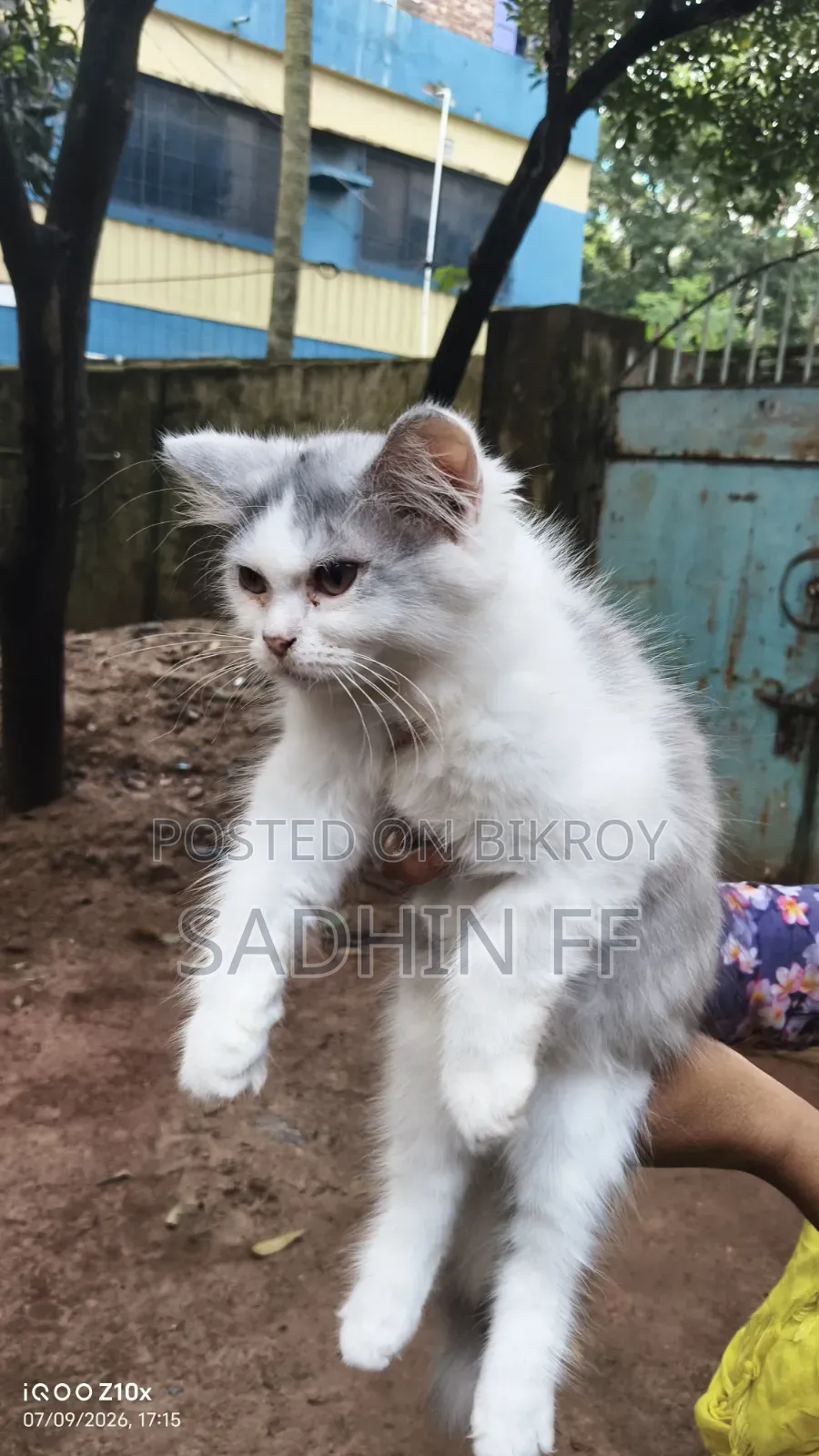 1-3 months Female Purebred Persian