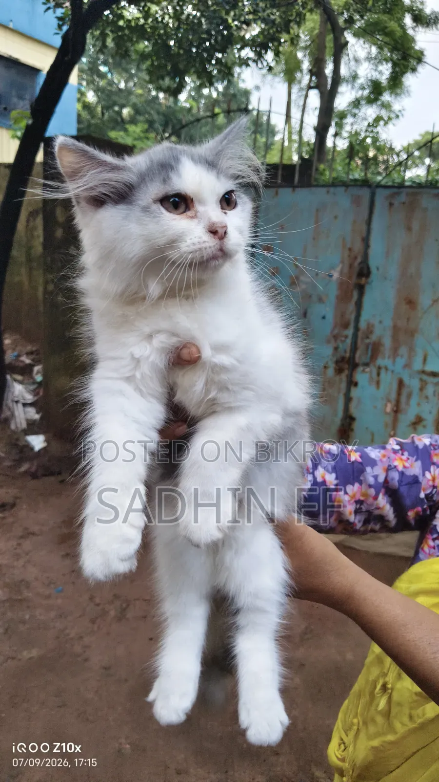 1-3 months Female Purebred Persian