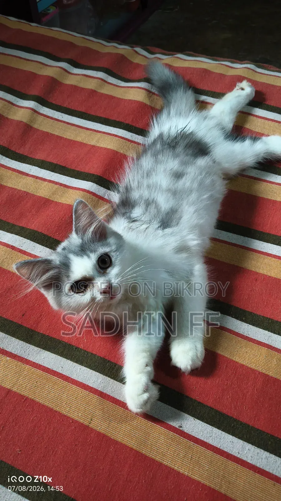 1-3 months Female Purebred Persian