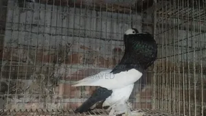 Black Poter Female