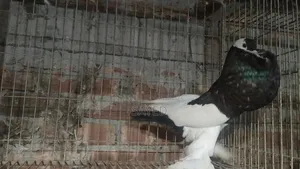 Black Poter Female