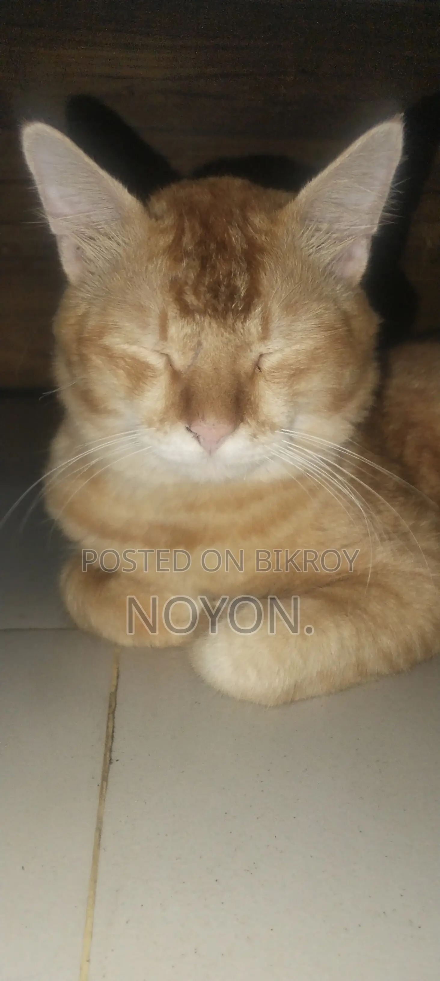 1+ Year Male Mixed Breed Persian Cat