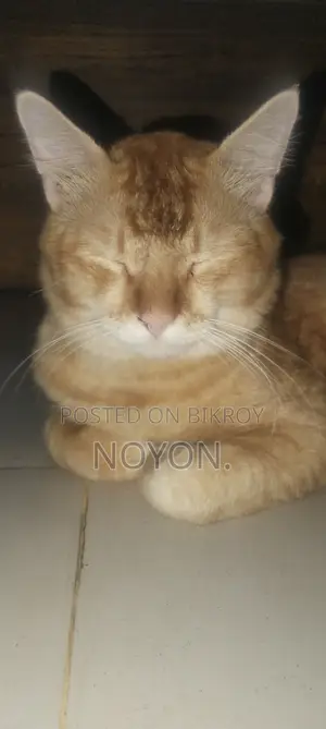 1+ Year Male Mixed Breed Persian Cat