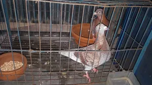 Red Checker Pigeon