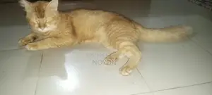 1+ Year Male Mixed Breed Persian Cat