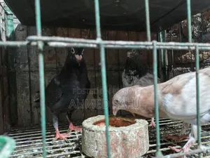 Pigeons for Sale