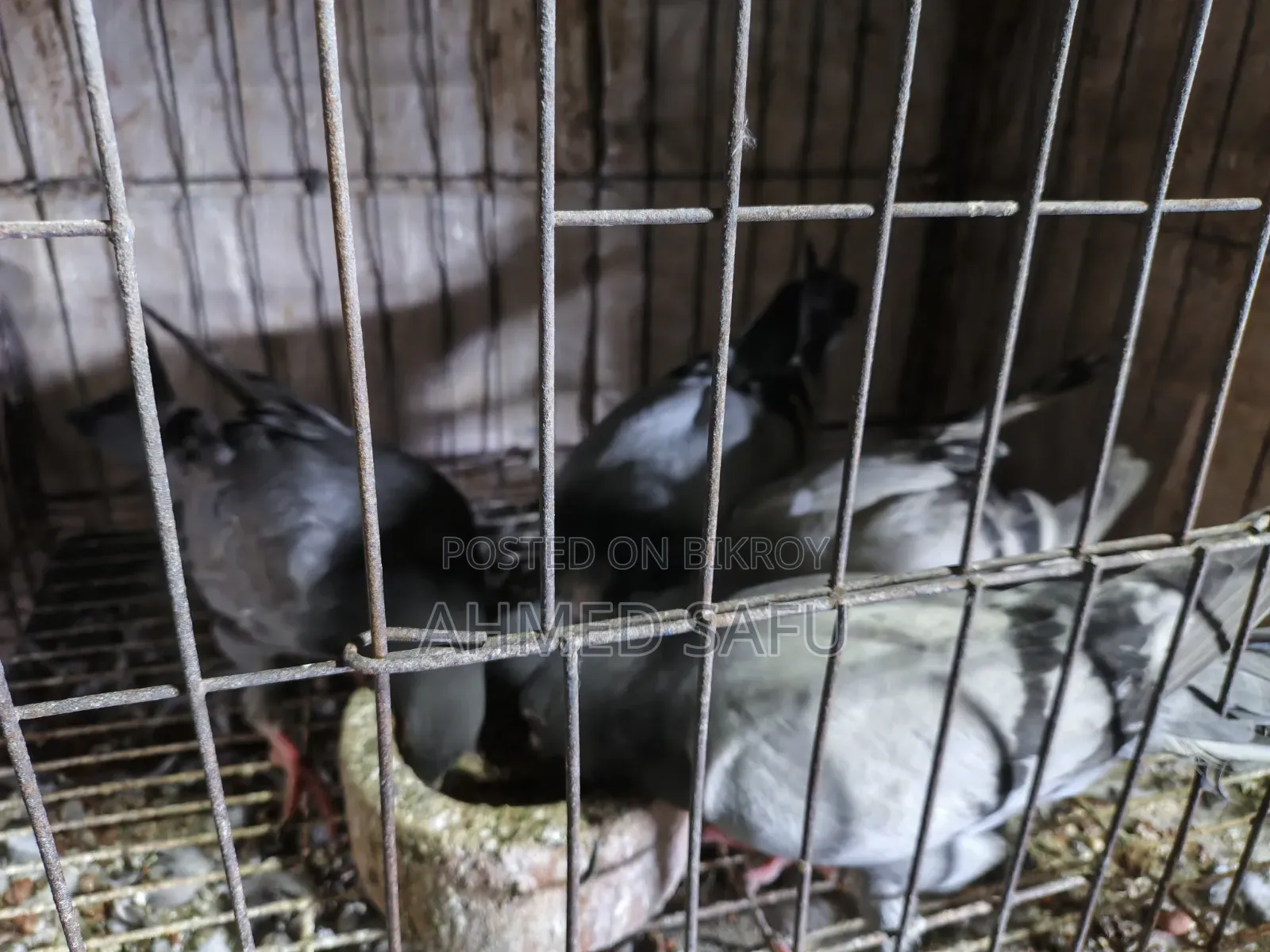 কবুতর বিক্রি হবে