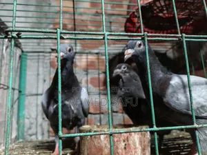 কবুতর বিক্রি হবে