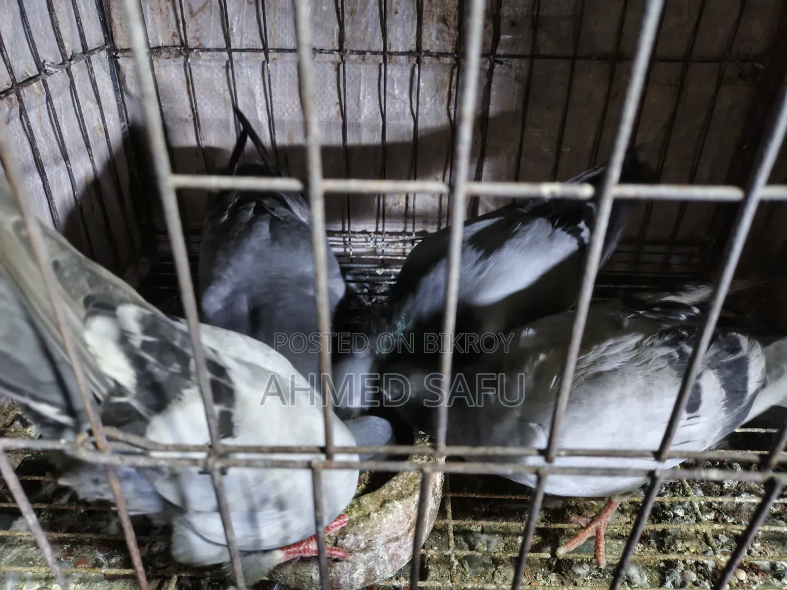 কবুতর বিক্রি হবে
