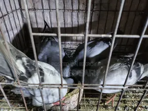কবুতর বিক্রি হবে