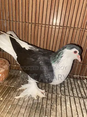 Black Shirazi Male