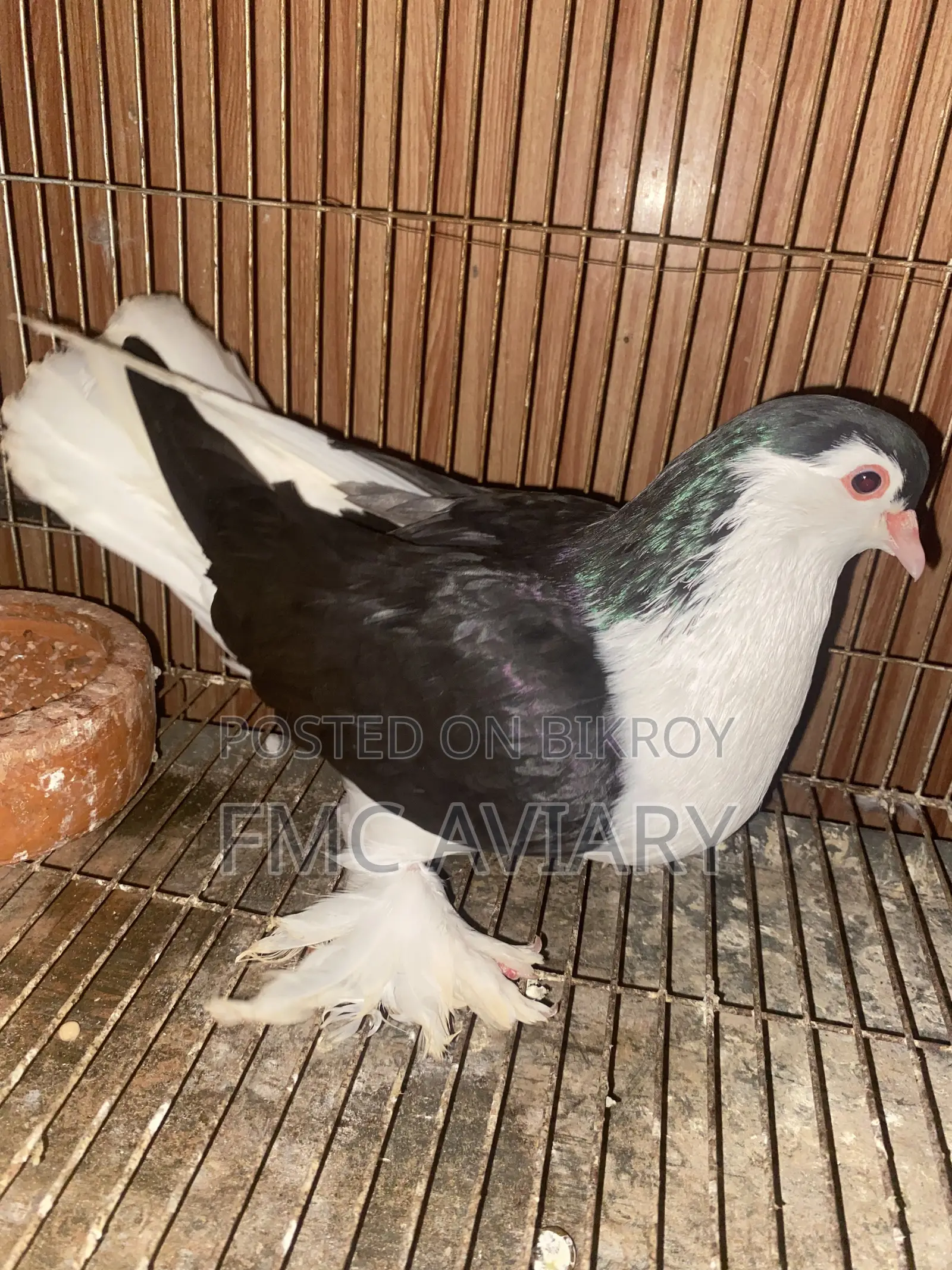 Black Shirazi Male