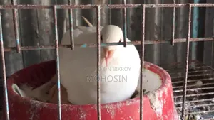 হোয়াইট রেসার