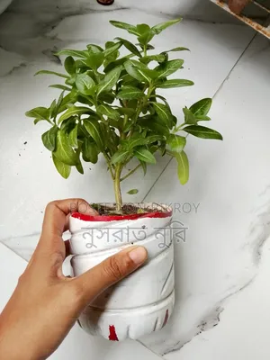 নয়নতারা গাছ