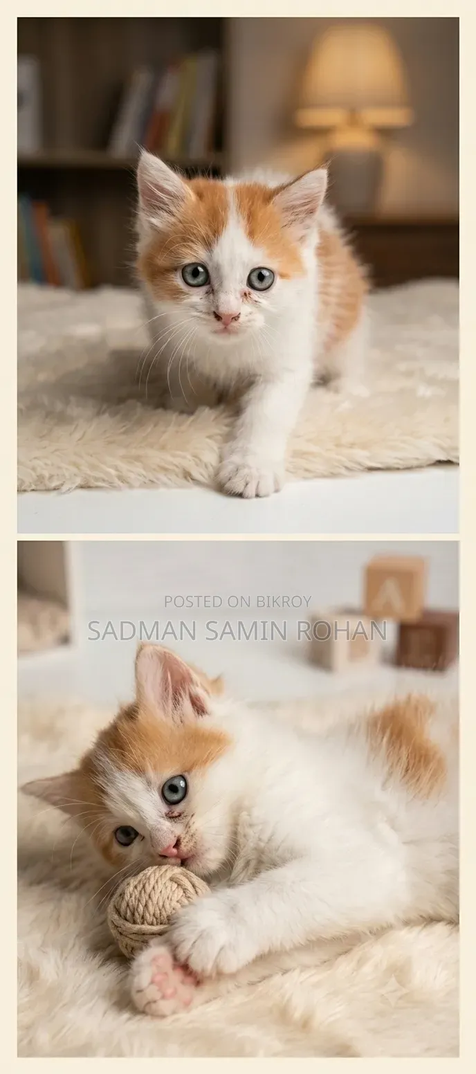 1-3 Months Male Purebred Persian