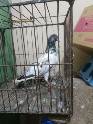 টেডি রানিং মাদি