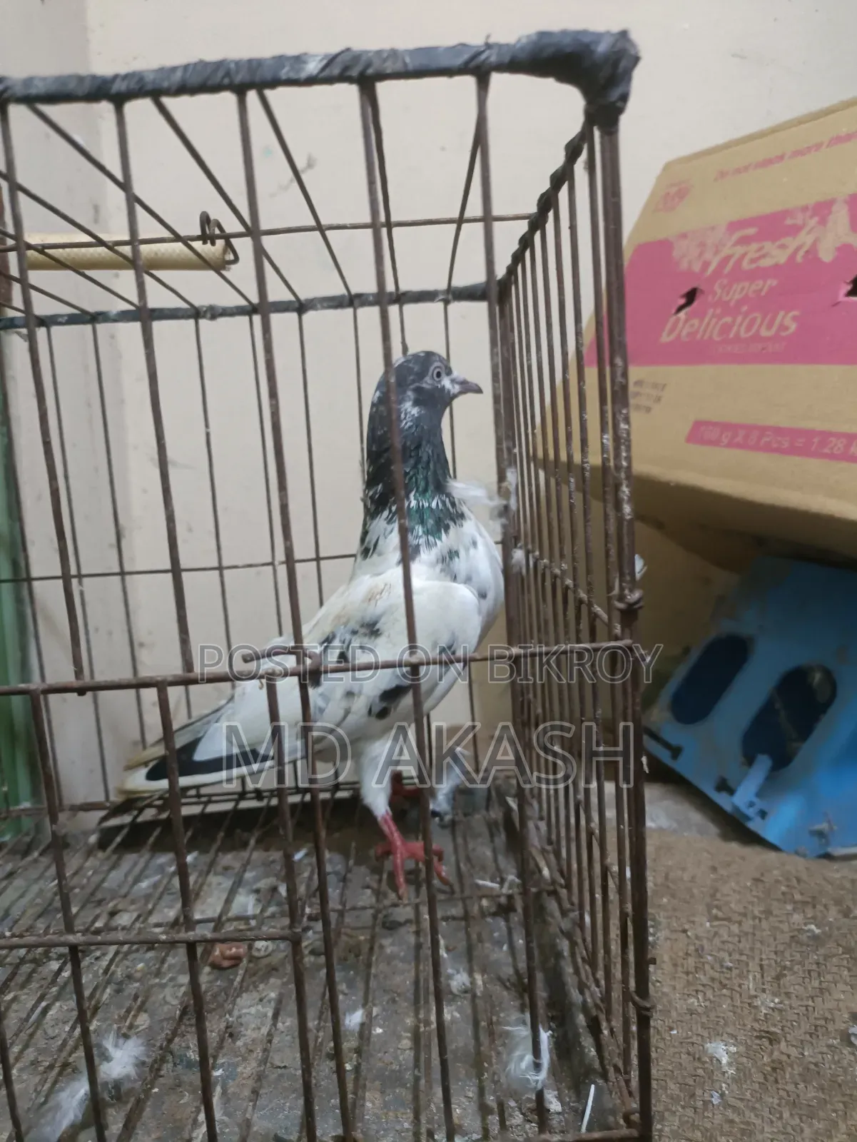 টেডি রানিং মাদি