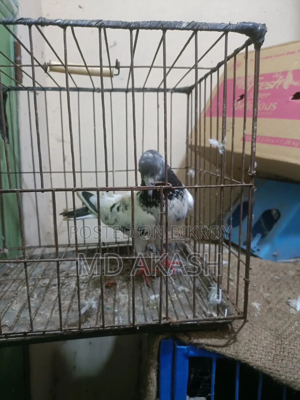 টেডি রানিং মাদি