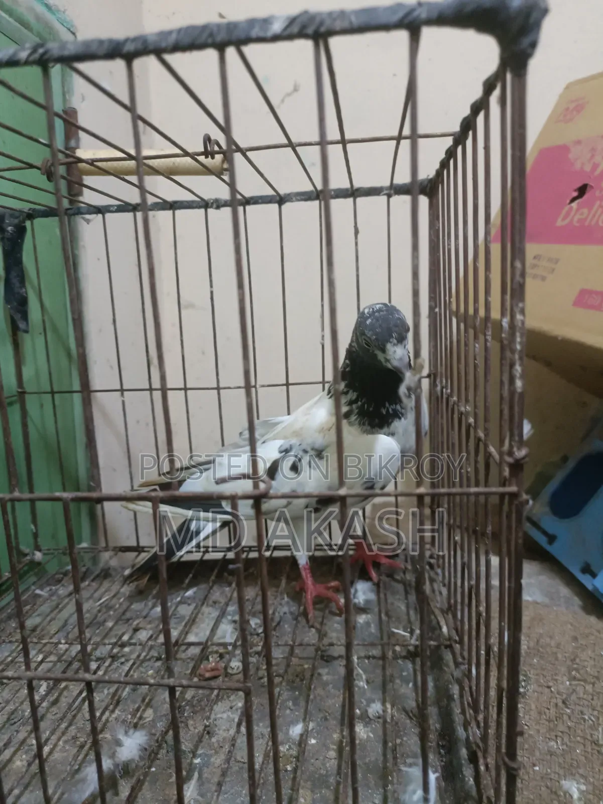 টেডি রানিং মাদি