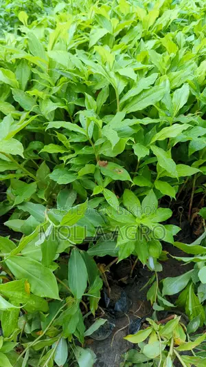 ইনসুলিন প্ল্যান্ট চারা - ডায়াবেটিস নিয়ন্ত্রণের ভেষজ গাছ