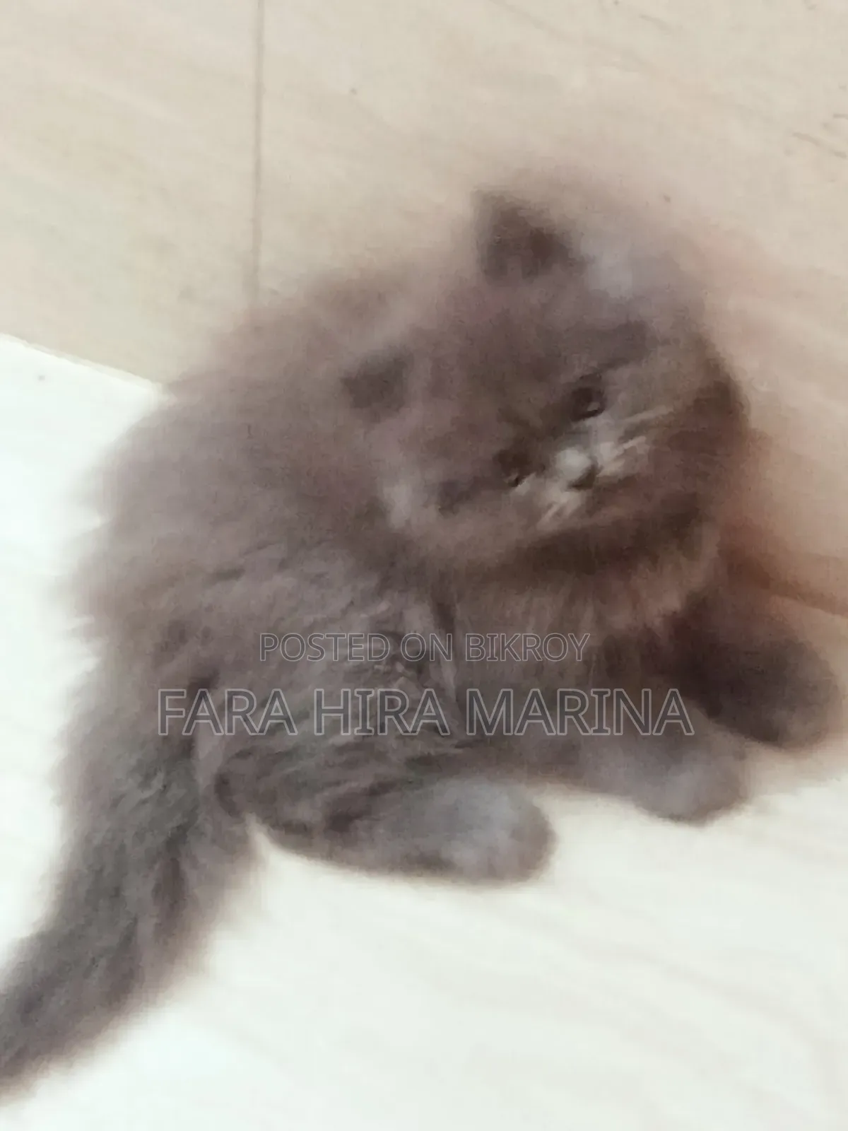 1-3 Months Male Purebred Persian