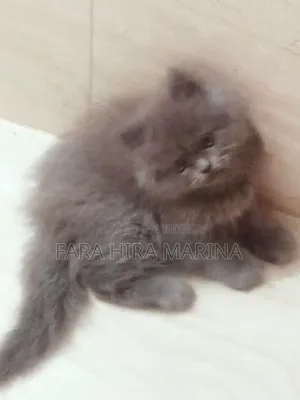 ১-৩ মাস বয়সী পুরুষ খাঁটি জাতের পারসিক