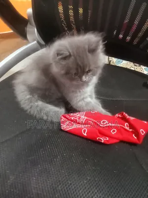 1-3 Months Male Purebred Persian